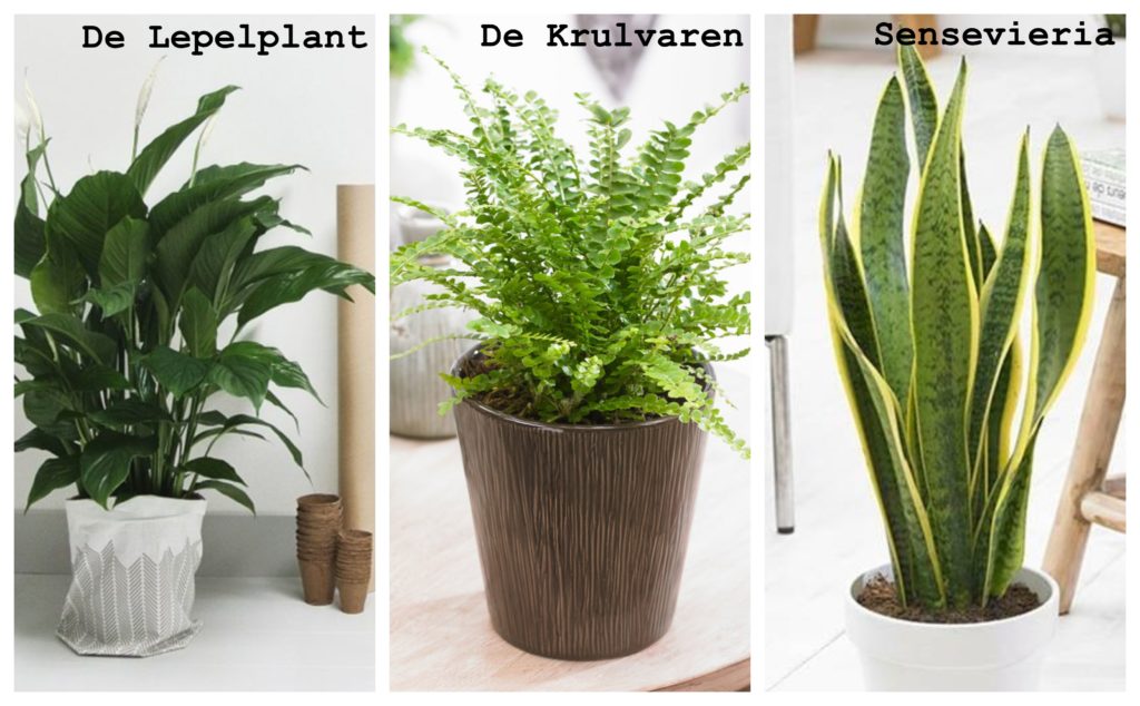 Een afbeelding met een lepelplant, een krulvaren en een Sansevieria.