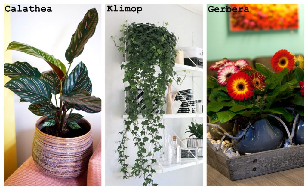 Een afbeelding met een Calathea, klimop en Gerbera's