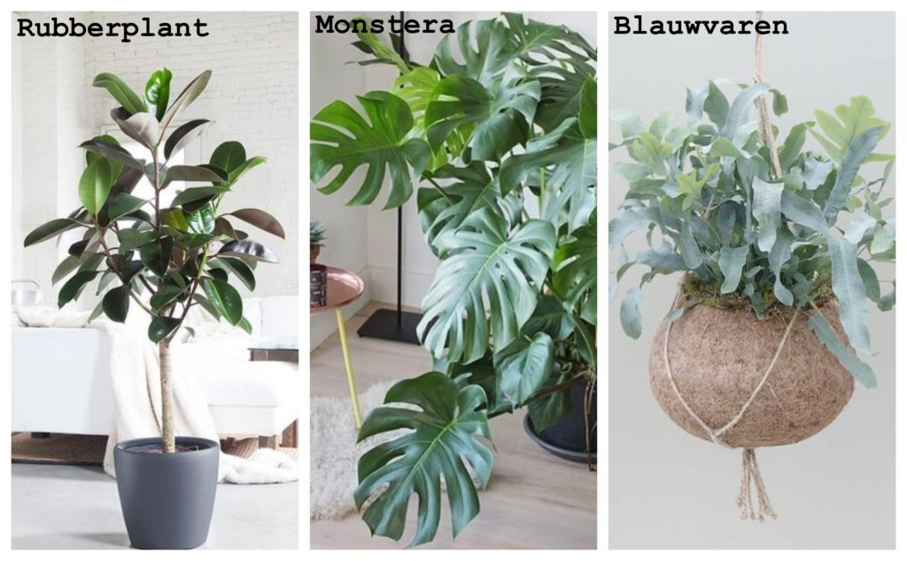 Een afbeelding met een rubberplant, een Monstera en een Blauwvaren.