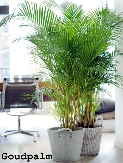 Een foto van een goudpalm in een woonkamer. De goudpalm is de nummer één luchtzuiverende kamerplant